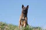 MALINOIS 994